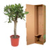 Ficus Benghalensis Tree, 150cm, ø30cm - Tropical Beauty for Your Home Bild 5