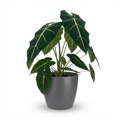 Alocasia Frydek Elefantenohr – pflegeleicht, 60cm hoch, Topf 19cm