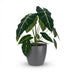 Alocasia Frydek Elefantenohr – pflegeleicht, 60cm hoch, Topf 19cm Bild 2