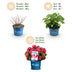 Hydrangea Endless Summer Summer Love Red, 4x, winter hardy, red Bild 4