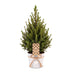 Picea glauca Conica - Zuckerhutfichte - Grün - Weihnachtsbaum - inkl. Zinktopf - Ø17cm - ↕65cm Bild 2
