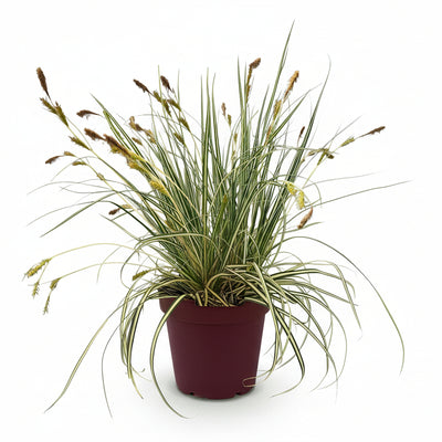 GreenboutiQ Carex oshimensis Evergold: 4x Ziergras, Gelb-Grün, Topf 17cm