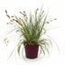 GreenboutiQ Carex oshimensis Evergold: 4x Ziergras, Gelb-Grün, Topf 17cm Bild 1