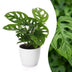 Green boutiQ - Monstera Adansonii - Monstera Adansonii - 1 Plant - met Potter Wit - Pot 12cm - Hoogte - 25cm Bild 1