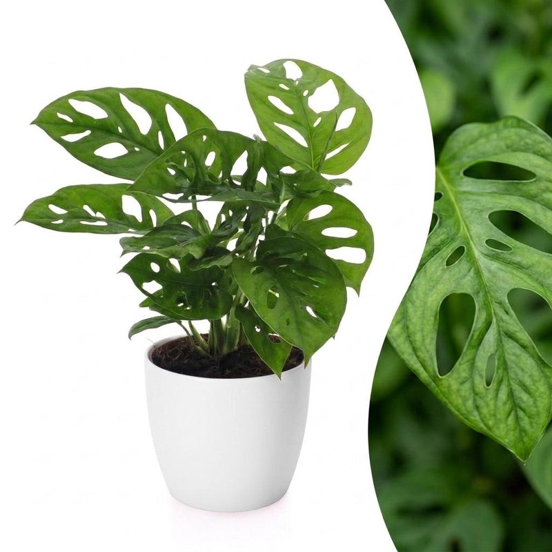 Green boutiQ - Monstera Adansonii - Monstera Adansonii - 1 Plant - met Potter Wit - Pot 12cm - Hoogte - 25cm