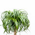 Beaucarnea XXL (200cm) - XXL Flaschenbaum für Ihr Zuhause Bild 3