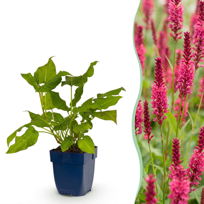 Green boutiQ - Perennial - Persicaria amplexicaulis - Knotweed - Shade - Red - 3 Plants - Pot 11cm - Height 15-25cm