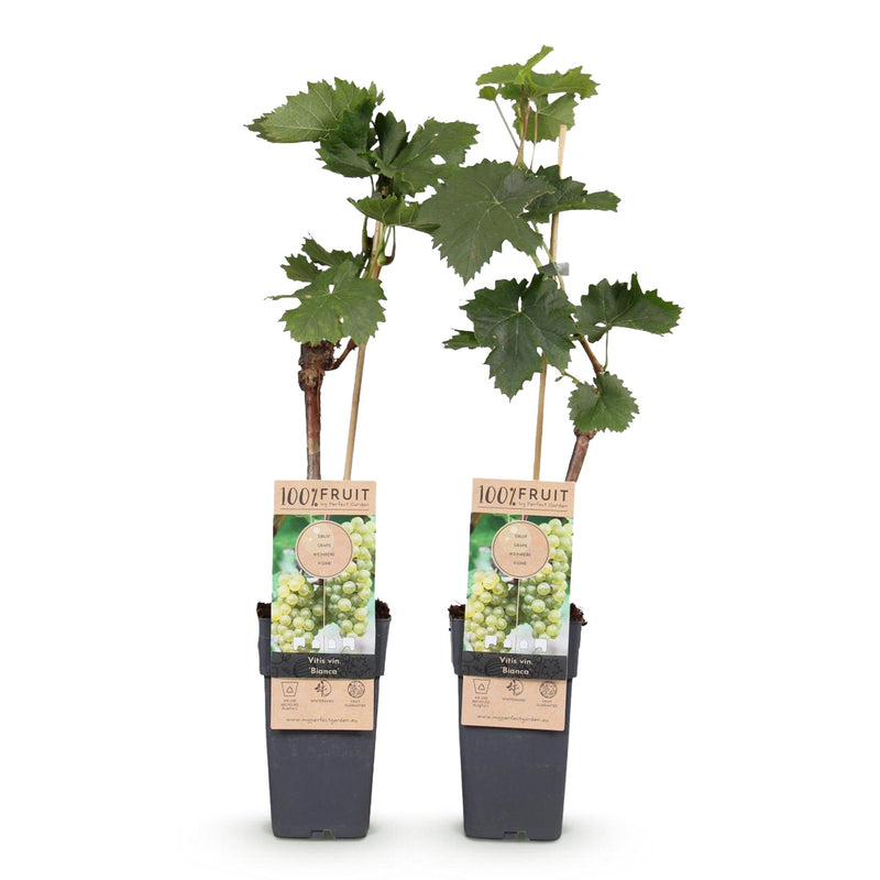 GreenboutiQ Weiße Traube - Vitis vinifera Bianca - 2 Pflanzen, Topf 15cm