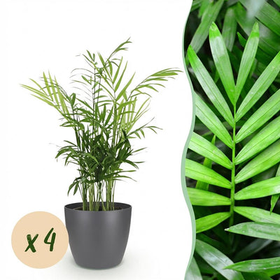 Green boutiQ: 4 Goldpalmen (Chamaedorea elegans) mit Übertopf Grau