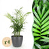 Green boutiQ: 4 Goldpalmen (Chamaedorea elegans) mit Übertopf Grau Bild 1