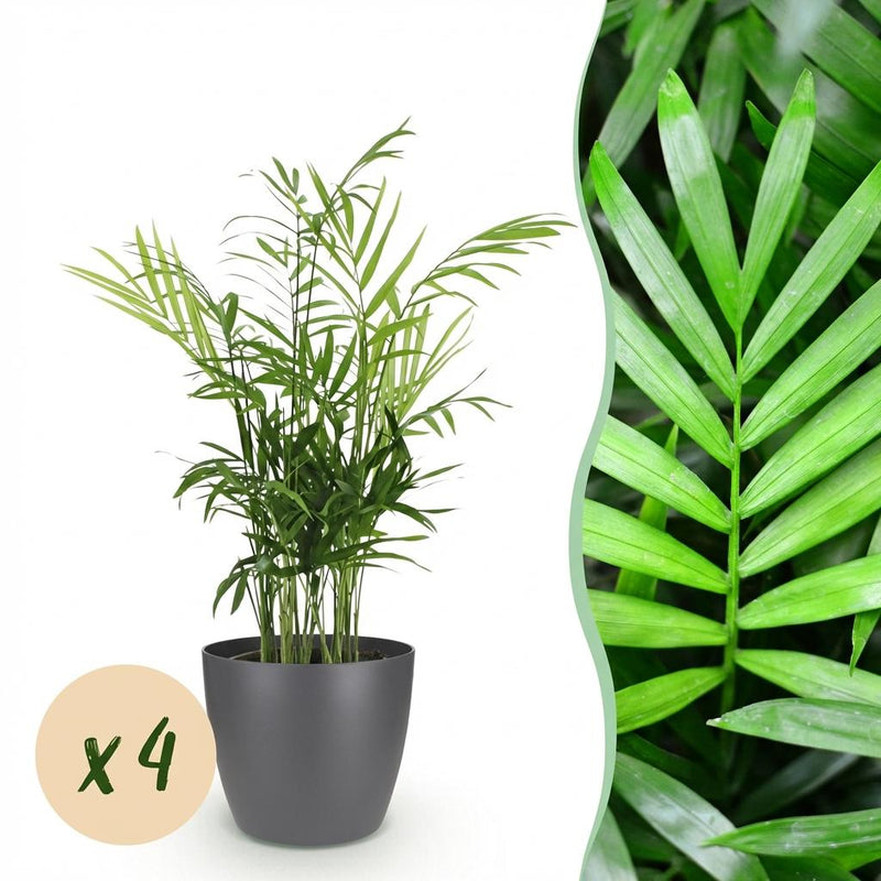 Green boutiQ: 4 Goldpalmen (Chamaedorea elegans) mit Übertopf Grau
