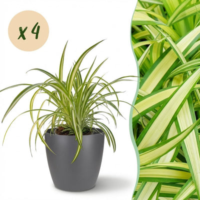 Bunte Graslilie (Chlorophytum comosum Variegatum) - 4 Pflanzen, Topf 12cm