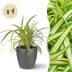 Bunte Graslilie (Chlorophytum comosum Variegatum) - 4 Pflanzen, Topf 12cm Bild 1