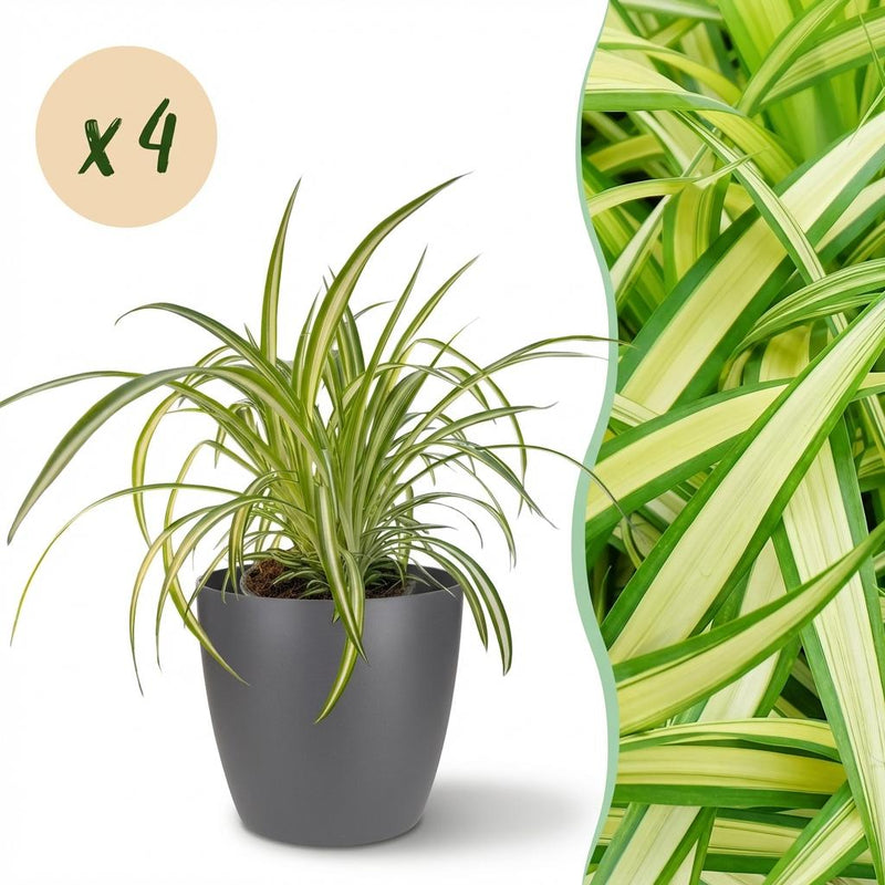 Bunte Graslilie (Chlorophytum comosum Variegatum) - 4 Pflanzen, Topf 12cm