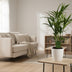 Howea Forsteriana - 90cm Palme im 19cm Topf Bild 3