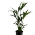 Howea Forsteriana - 90cm Palme im 19cm Topf Bild 1