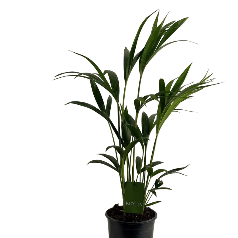 Howea Forsteriana - 90cm Palme im 19cm Topf