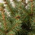 2x Picea glauca Conica - Zuckerhutfichte - Grün - Weihnachtsbaum - Ø17cm - ↕65cm Bild 4