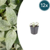 12x Stachys byzantina 'Silver Carpet' – Bodendecker, 10-25cm Bild 1