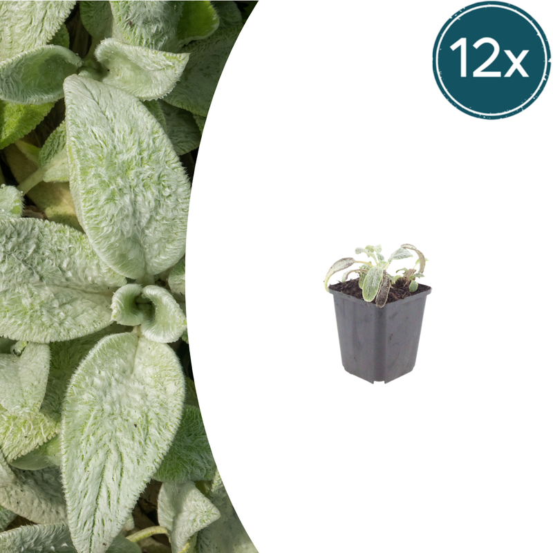 12x Stachys byzantina 'Silver Carpet' – Bodendecker, 10-25cm