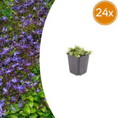 24x Polster-Glockenblume (Campanula poscharskyana), 10-25cm
