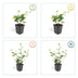 24x Irish Ivy (Hedera Hibernica), 10-25cm, 9cm Pot Bild 5