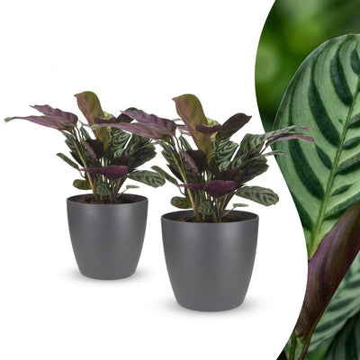 Green boutiQ - Ctenanthe Burle Marxii - Herringbone Prayer Plant - 2 Plants - with Potter Grijs - Pot 12cm - Height - 30cm
