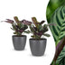 Green boutiQ - Ctenanthe Burle Marxii - Fischgräten-Gebetspflanze - 2 Pflanzen - mit Potter Grijs - Topf 12cm - Höhe - 30cm Bild 1
