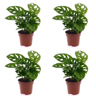 Green boutiQ - Monstera Adansonii - Monstera Adansonii - 4 Pflanzen - Topf 12cm - Höhe - 25cm