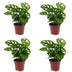 Green boutiQ - Monstera Adansonii - Monstera Adansonii - 4 Pflanzen - Topf 12cm - Höhe - 25cm Bild 2