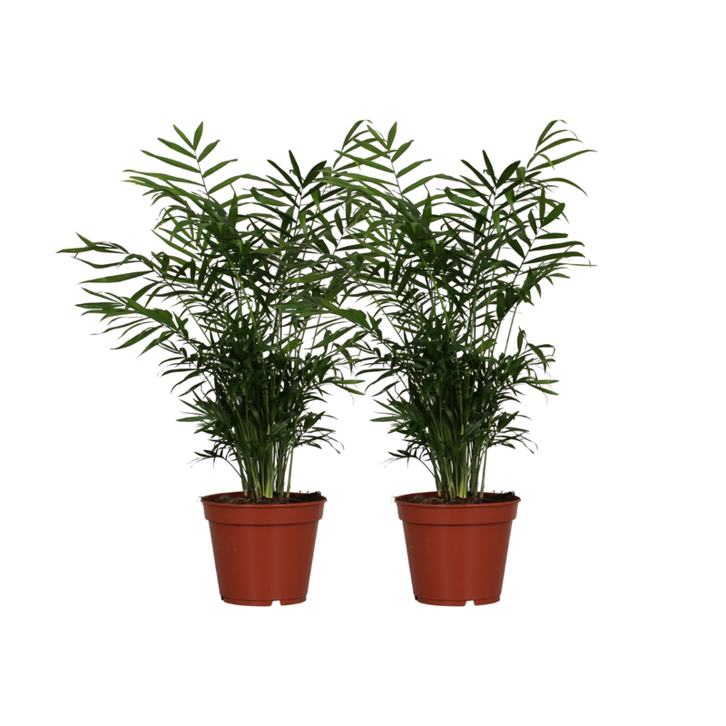 Chamaedorea Elegans (2er-Set) – Zimmerpalme Ø17cm, ↕55cm