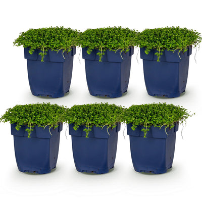 Green boutiQ - Stauden - Isotoma fluviatilis - Sternblume - Steingartenpflanzen - Hellblau - 1 Pflanze - Topf 11cm - Höhe 15-25cm