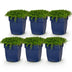 Green boutiQ - Perennials - Isotoma fluviatilis - Blue Star Creeper - Rock Garden Plants - Light Blue - 1 Plant - 11cm Pot - Height 15-25cm Bild 2