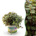 Green boutiQ - Zimmerpflanze - Calissia repens - Schildkrötenpflanze - Haustierfreundliche Pflanze - Grün - 1 Pflanze - Topf 12cm - Höhe 14cm Bild 1