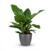 Philodendron Imperial Green - Pflegeleichte Zimmerpflanze mit Übertopf Bild 2