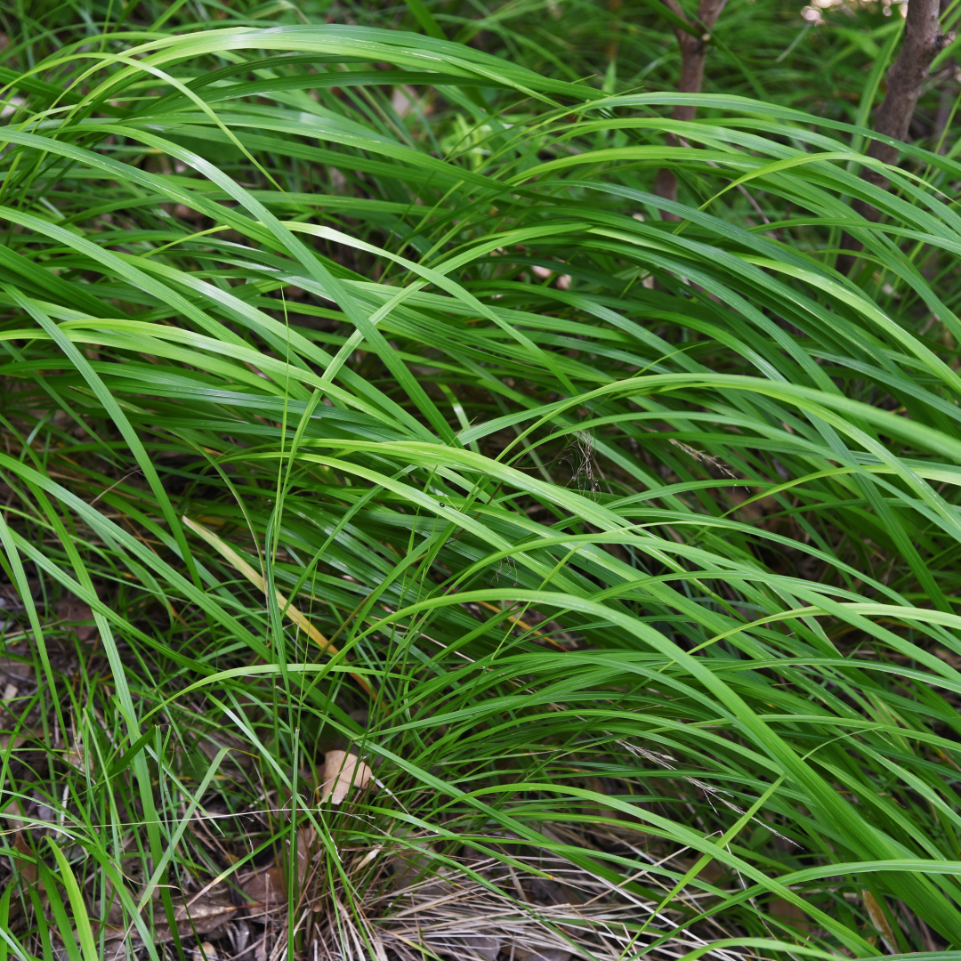 12x Japan-Segge 'Carex morrowii' ↕10-25cm