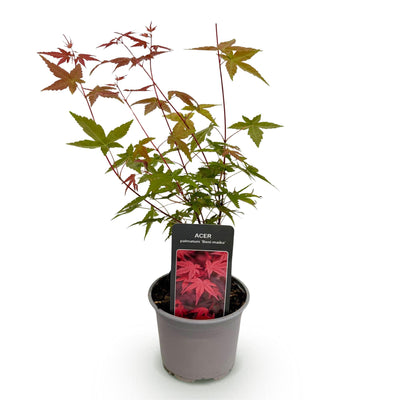 Acer palmatum Beni-maiko: Rote Japanische Fächerahorn Pflanze im 12cm Topf