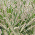 Pennisetum alopecuroides 'Hameln' - Ziergras im 19cm Topf, 40cm hoch Bild 8