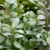 Ilex crenata Caroline Upright Heckenpflanze - 8 Stück Bild 7