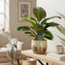 Philodendron Maximus (Decorum) – Ø14cm Topf, 30cm Höhe Bild 3