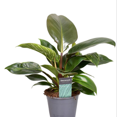 Philodendron Maximus (Decorum) – Ø14cm Topf, 30cm Höhe