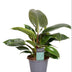 Philodendron Maximus (Decorum) – Ø14cm Topf, 30cm Höhe Bild 1