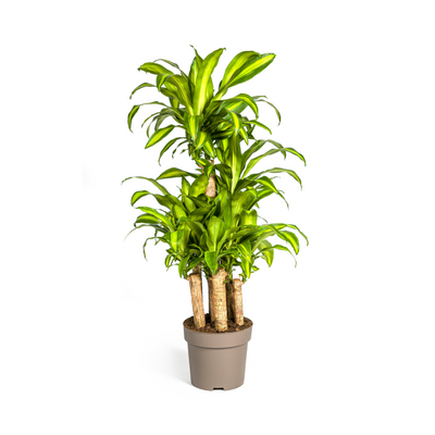 Dracaena Fragrans Massangeana Karussell Ø30cm, 130-150cm