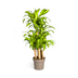 Dracaena Fragrans Massangeana Karussell Ø30cm, 130-150cm Bild 1