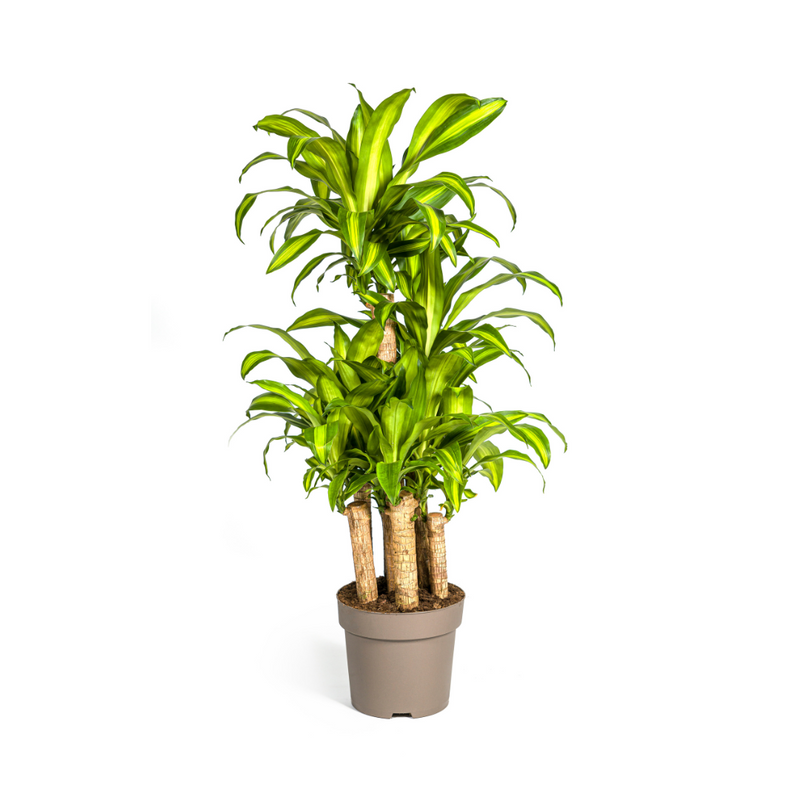 Dracaena Fragrans Massangeana Karussell Ø30cm, 130-150cm
