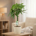 Pachira Aquatica Glückskastanie – 70 cm Bild 2