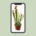 Sarracenia Judith Hindle - Exotischer Fleischfresser im 12cm Topf Bild 4