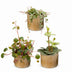 Baby Peperomia Mix (3x) Grün, Rot, Tropisch, Ø6cm Bild 2