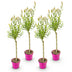 4x Salix Flamingo Weide - Ø17cm - 70-80cm Bild 2