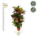 Codiaeum (Croton) Iceton veredelt - 110 cm - Ø24cm Bild 2